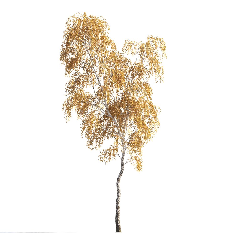 Tall Autumn Birch Tree Park 3D模型
