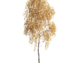 Tall Birch Tree Autumn Modèle 3D
