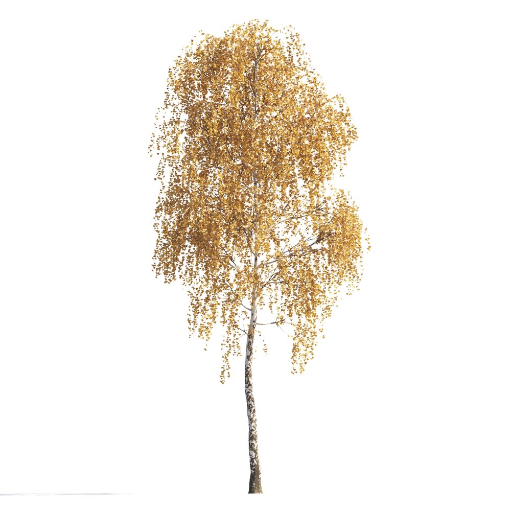Tall Birch Tree Autumn Modello 3D
