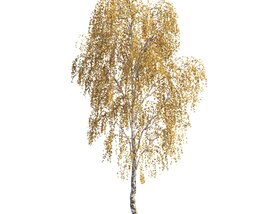 Autumn Birch with Golden Leaves 3D model