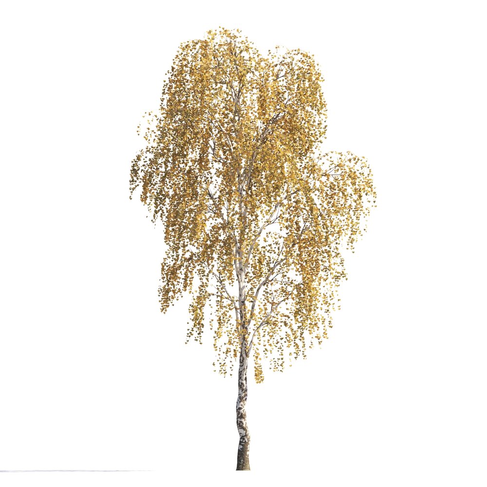 Autumn Birch with Golden Leaves 3d model