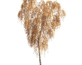 Golden Autumn Birch Tree Modello 3D