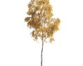Autumn Birch Tree 03 3D модель