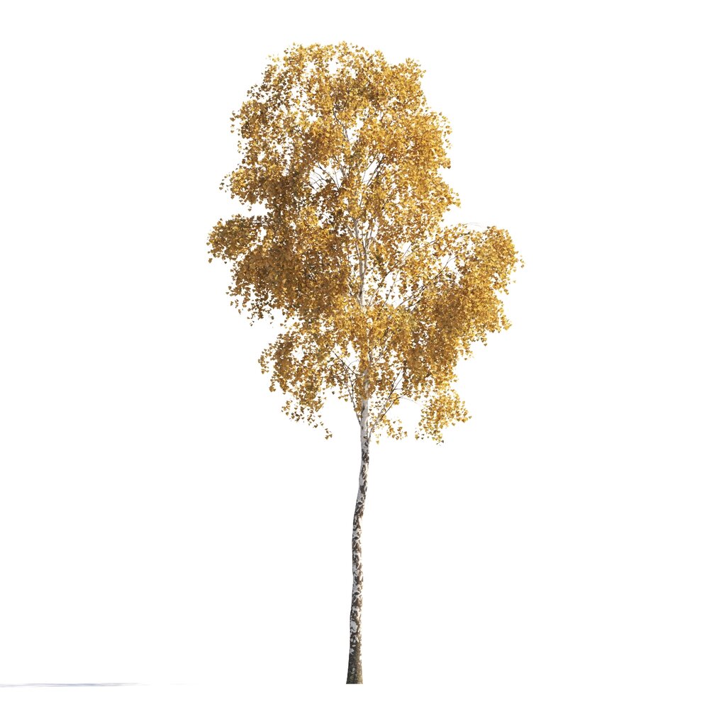 Autumn Birch Tree 03 Modello 3D