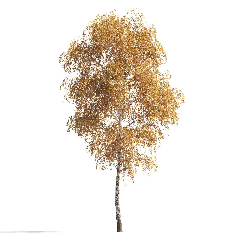 Golden Autumn Birch Tree for Park 3D model