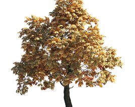Autumn Chestnut Tree 09 3D 모델 