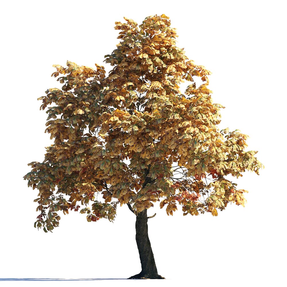 Autumn Chestnut Tree 09 3D модель