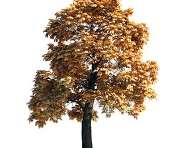 Autumn Chestnut Tree 08 3D-Modell
