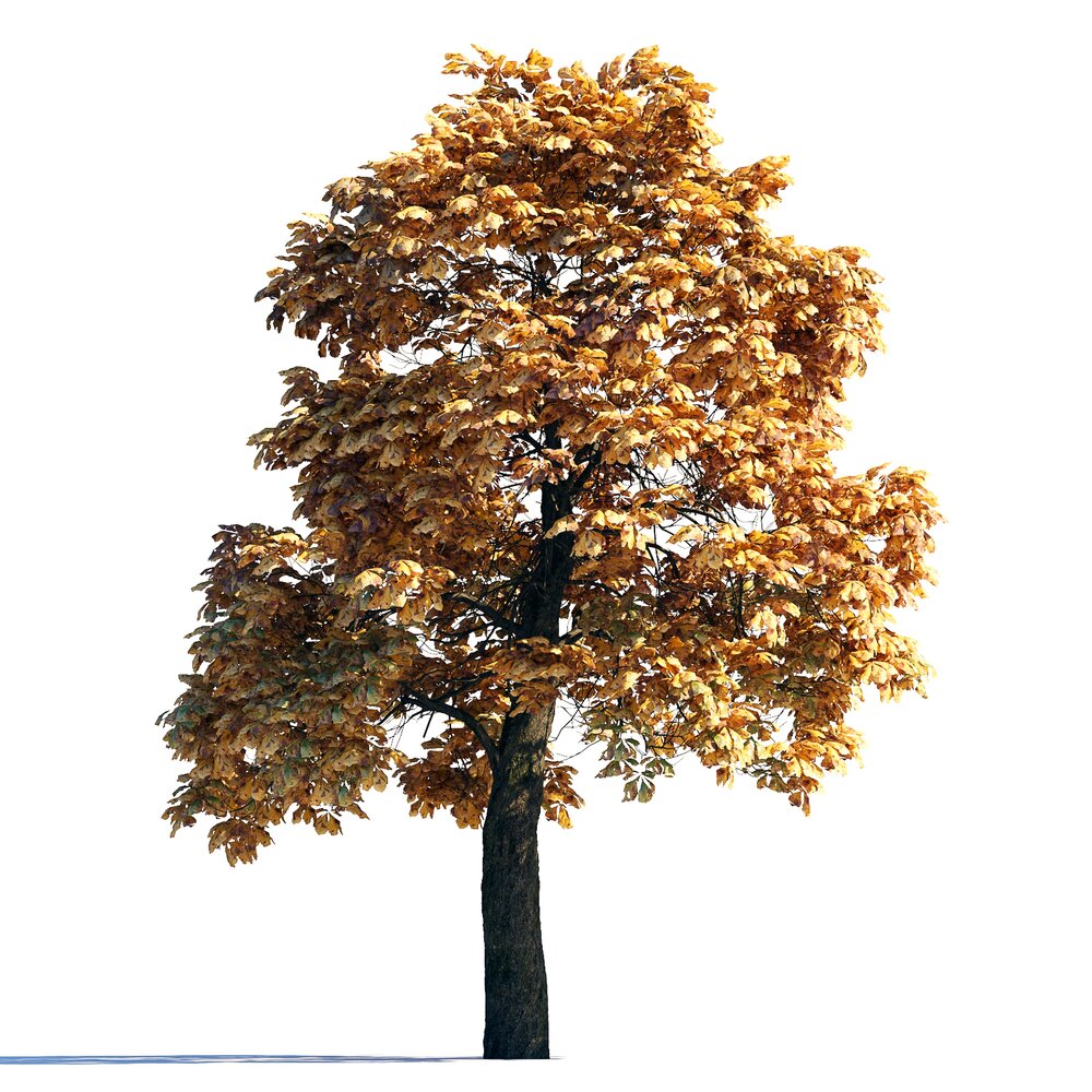 Autumn Chestnut Tree 08 Modello 3D