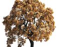 Autumn Chestnut Tree 07 Modelo 3D