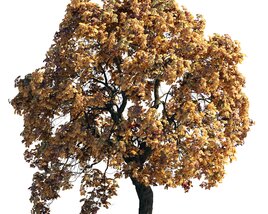 Autumn Chestnut Tree 07 3D модель