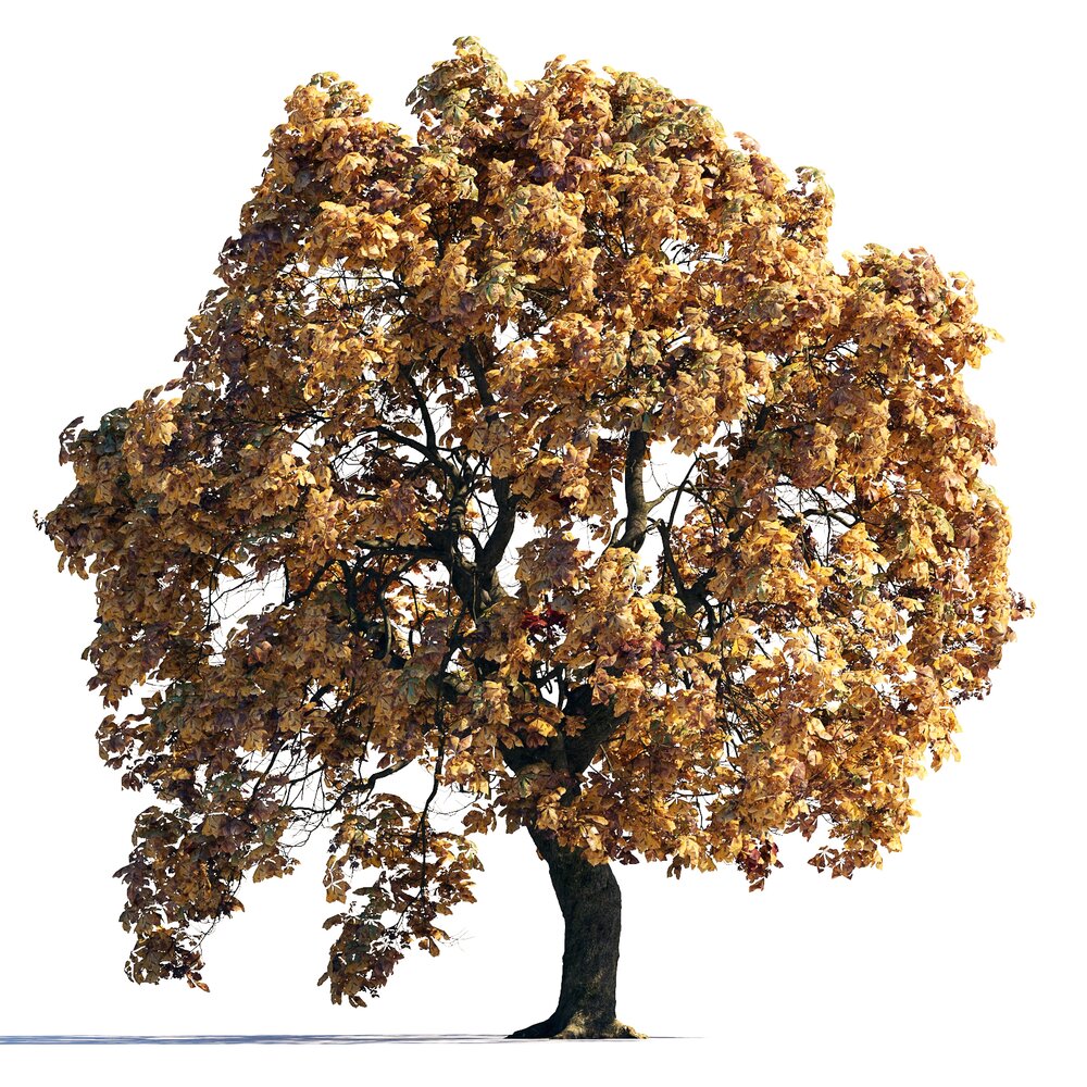 Autumn Chestnut Tree 07 3D модель