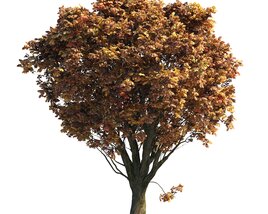 Autumn Chestnut Tree 06 3D model