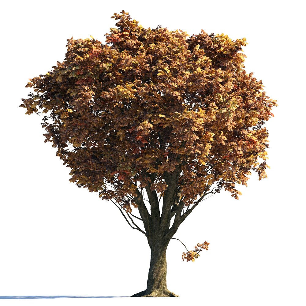 Autumn Chestnut Tree 06 3d model