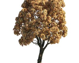 Autumn Chestnut Tree 05 3D-Modell