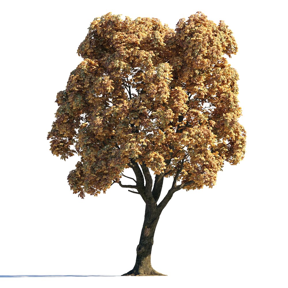Autumn Chestnut Tree 05 3D model