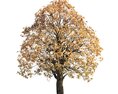 Autumn Chestnut Tree 04 3d model