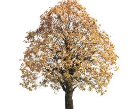 Autumn Chestnut Tree 04 3D 모델 