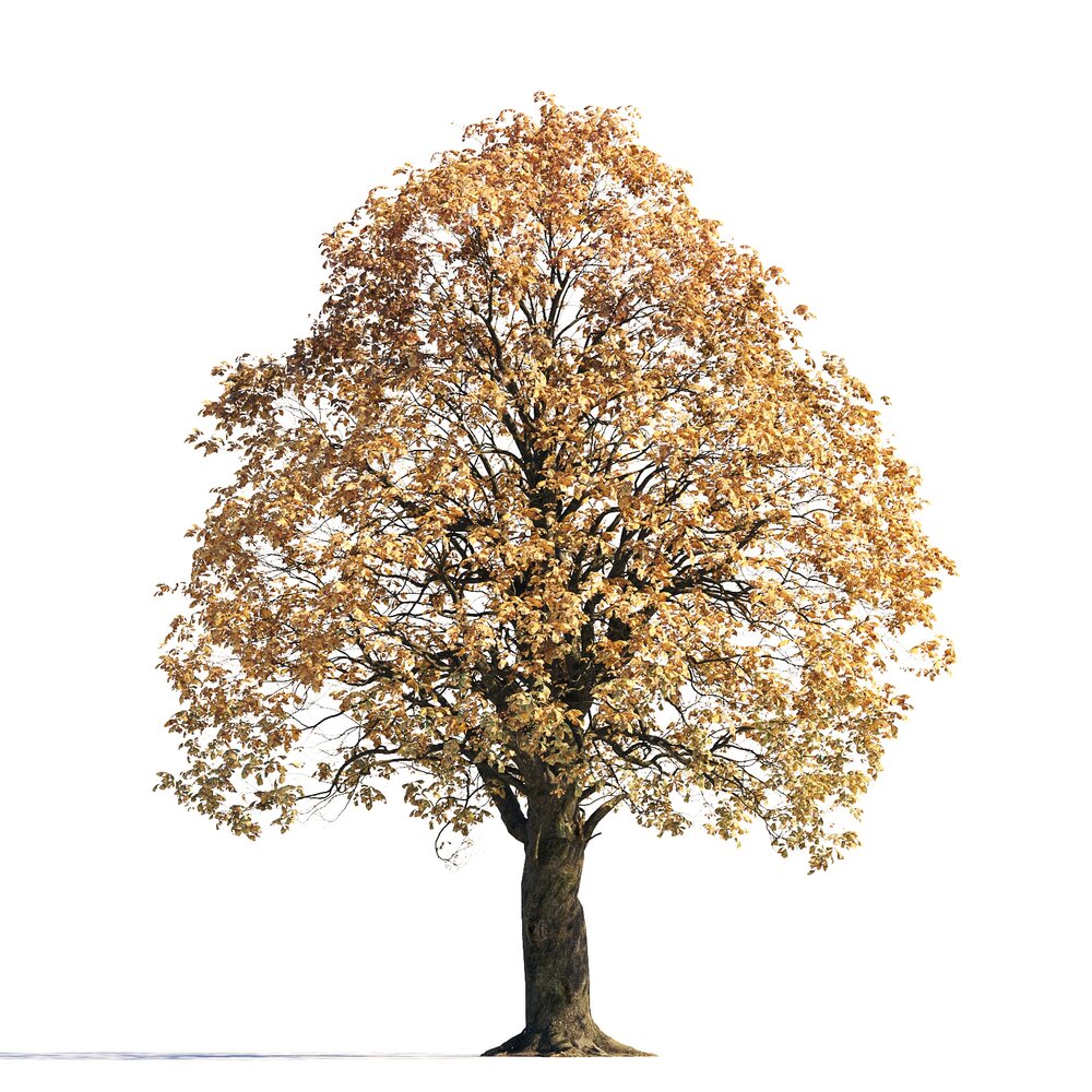 Autumn Chestnut Tree 04 3d model