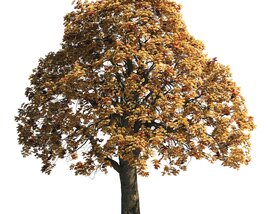 Autumn Chestnut Tree 03 3D model