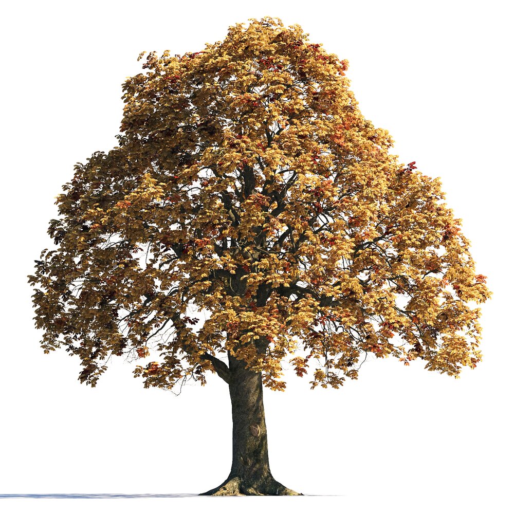 Autumn Chestnut Tree 03 3D-Modell