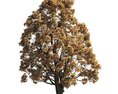 Autumn Chestnut Tree 02 3d model
