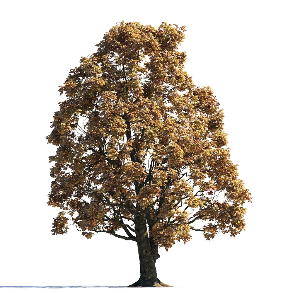 Autumn Chestnut Tree 02 3d model