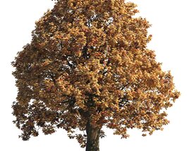 Large Autumn Chestnut Tree 3D 모델 