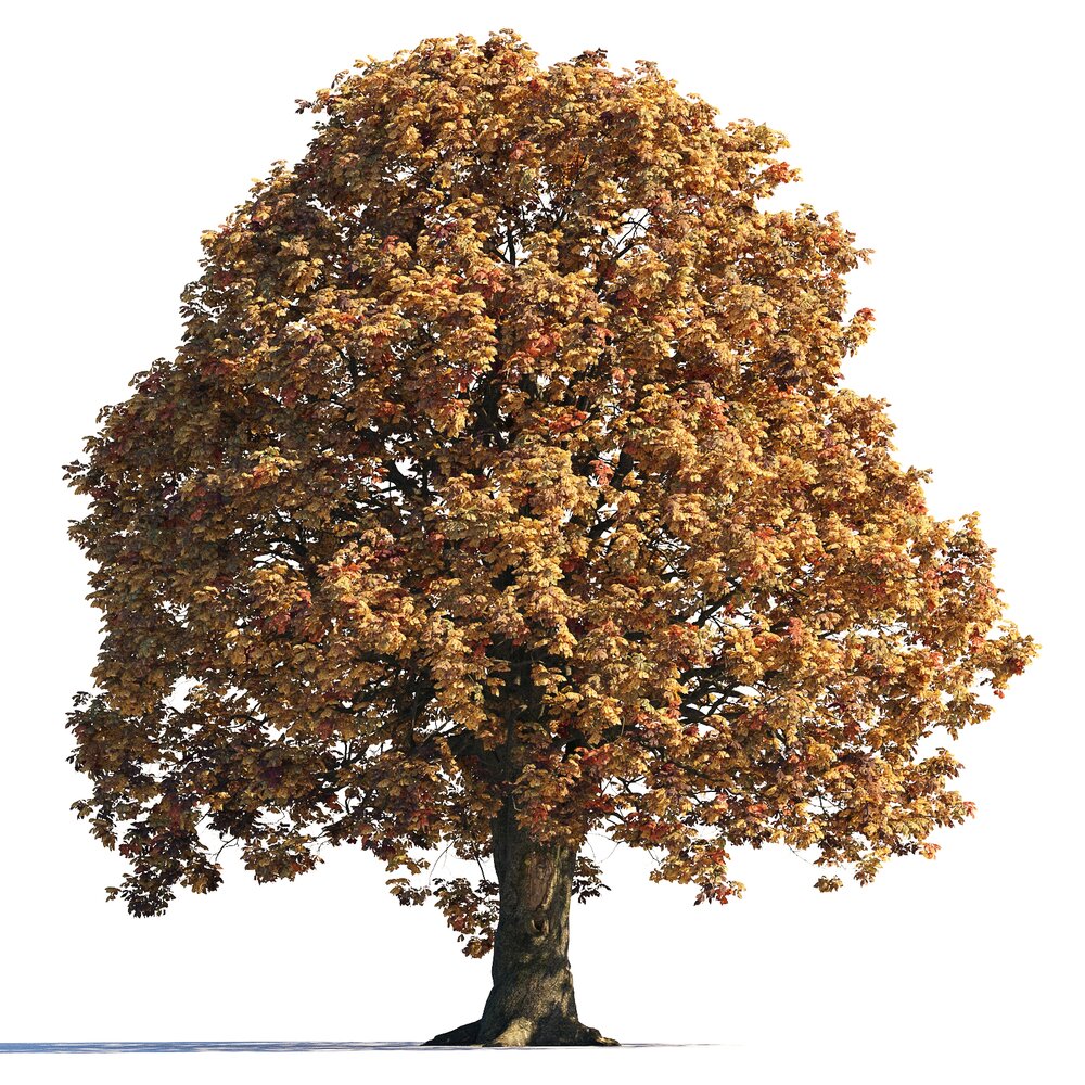Large Autumn Chestnut Tree Modello 3D
