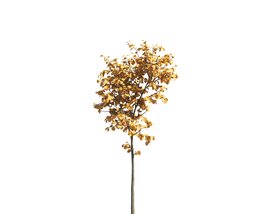 Small Autumn Tilia Tree Modello 3D
