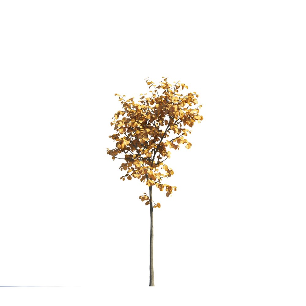 Small Autumn Tilia Tree 3D-Modell