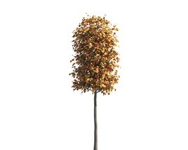 Autumnal Tilia Small Tree 3D 모델 