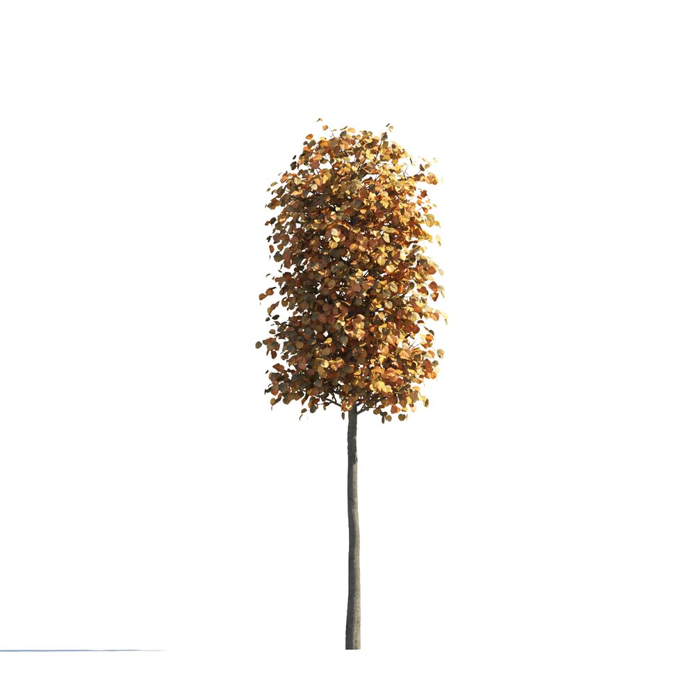 Autumnal Tilia Small Tree 3D-Modell