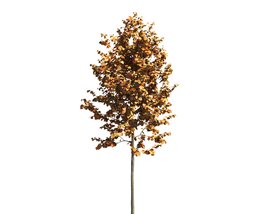 Autumn Tilia Park Tree Modello 3D