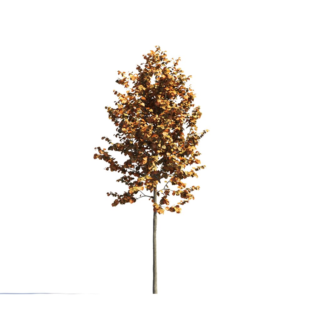 Autumn Tilia Park Tree 3D модель