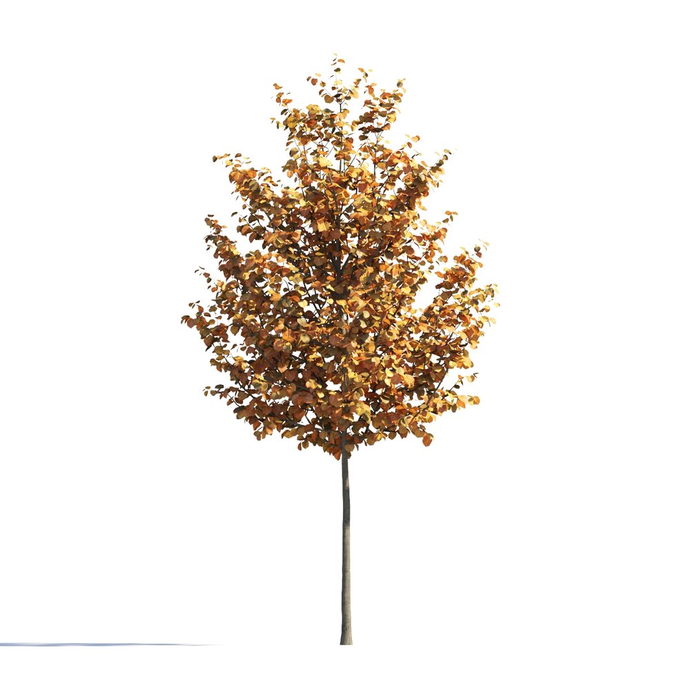 Autumn Tilia Tree Park Modello 3D