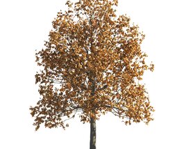 Autumn Tilia Golden-Leaved Tree Modelo 3d
