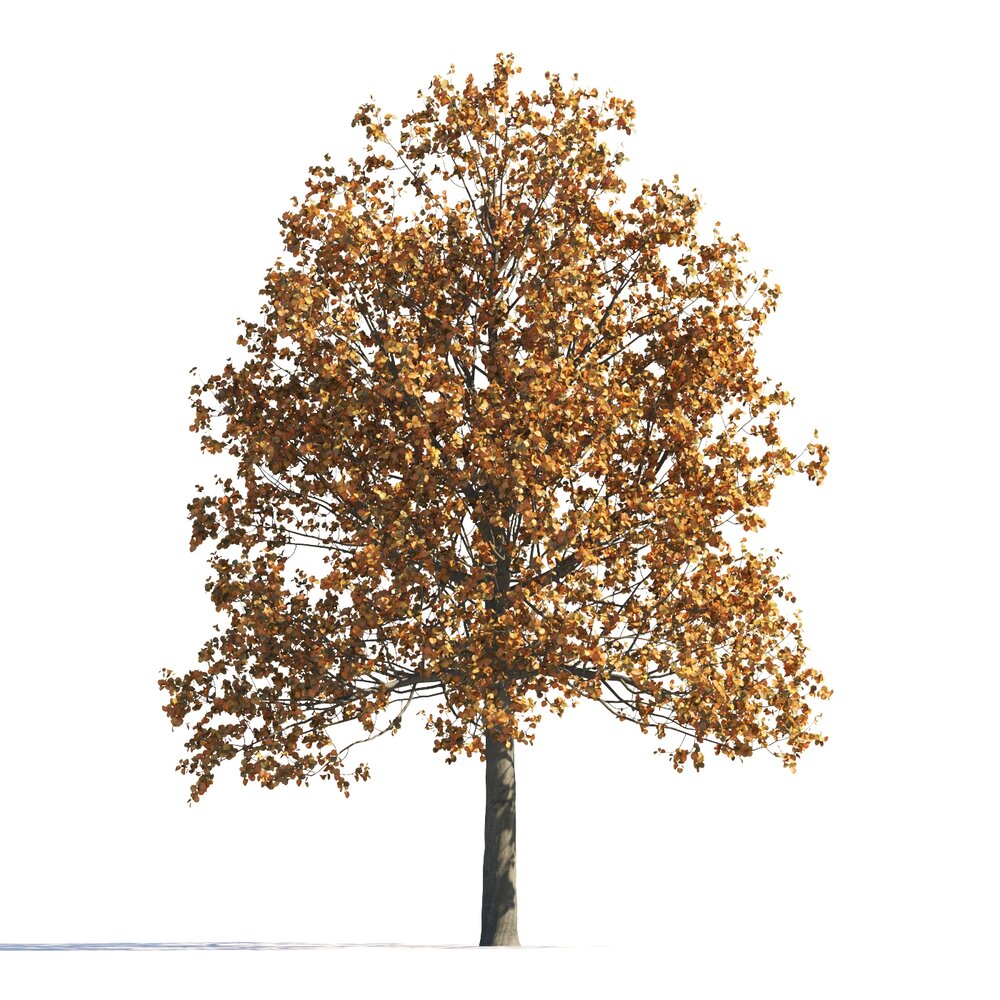 Autumn Tilia Golden-Leaved Tree Modello 3D
