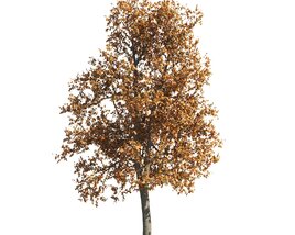 Autumn Tilia Lonely Tree Modello 3D