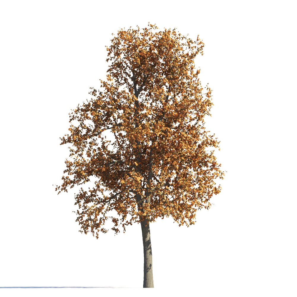 Autumn Tilia Lonely Tree 3D-Modell