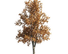 Autumn Tilia Tree 3D модель