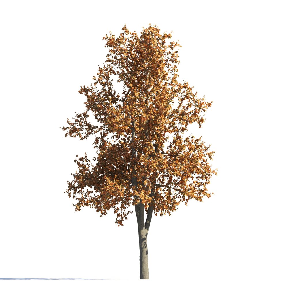 Autumn Tilia Tree 3Dモデル