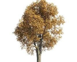 Autumn Tilia Tree for a Park Modello 3D