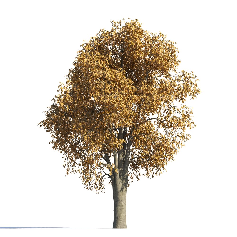 Autumn Tilia Tree for a Park Modello 3D