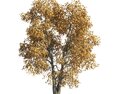 Autumn Tilia Tree Garden Modello 3D