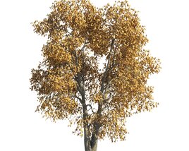 Autumn Tilia Tree Garden Modelo 3D