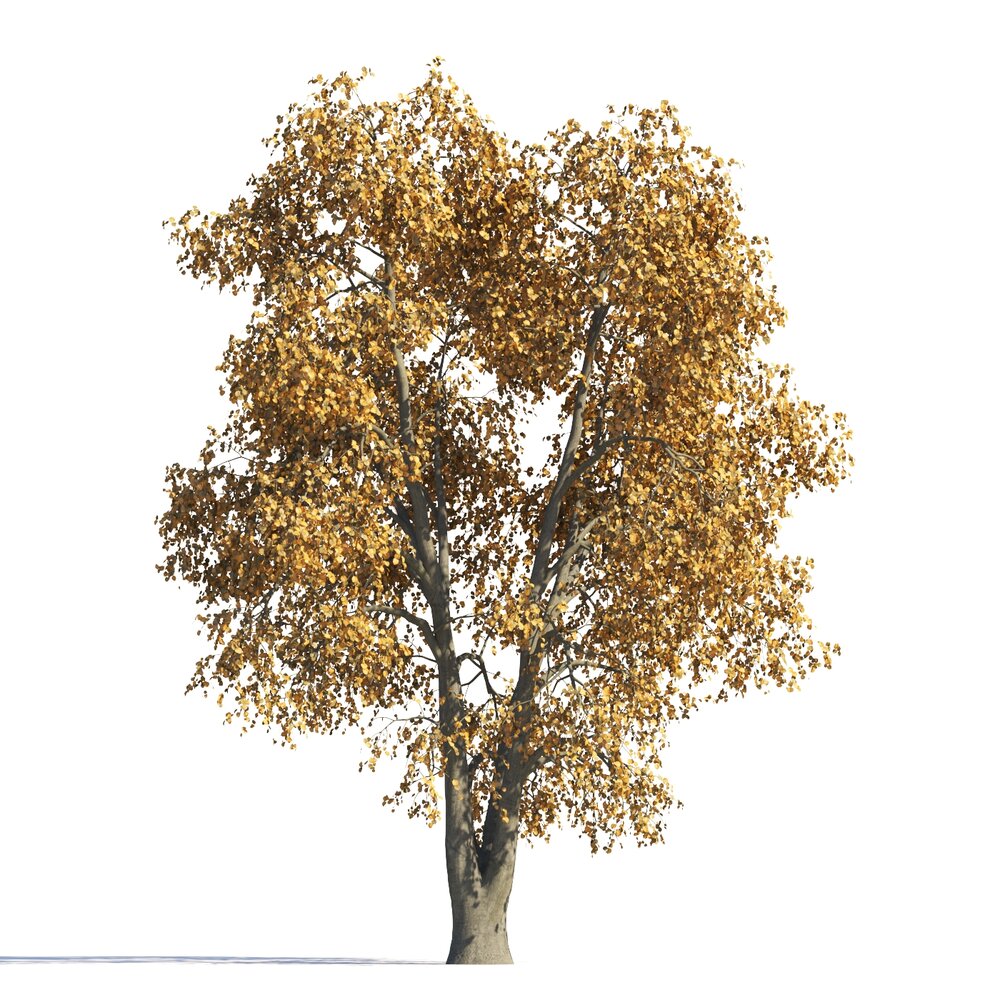 Autumn Tilia Tree Garden Modello 3D