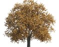 Autumn Garden Tilia Tree 3D 모델 