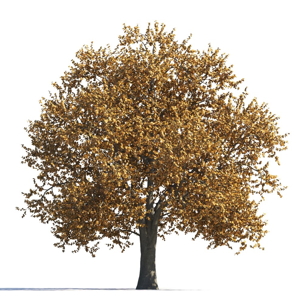 Autumn Garden Tilia Tree Modello 3D