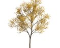 Autumn Maple Tree Garden Modello 3D